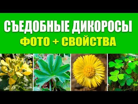 Съедобные Дикоросы Фото, свойства, какие части пригодны в пищу. Дикорастущие Съедобные Растения