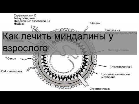 Как лечить миндалины у взрослого