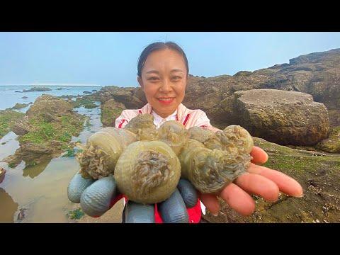 小章赶海遇宝地，遍地都是大海葵，又大又肥！还收获一条凶猛大海鳗！【赶海小章】