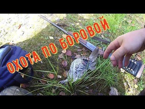 ОХОТА НА БОРОВУЮ ДИЧЬ 2019