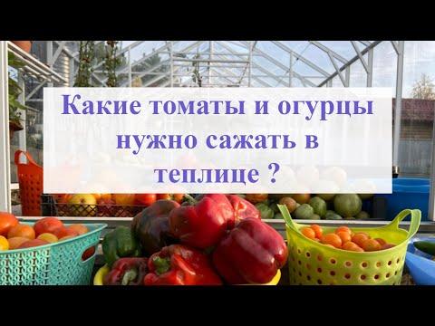 Какие семена выбрать для посадки в теплицах? Ведь по незнанию можно и без урожая остаться.