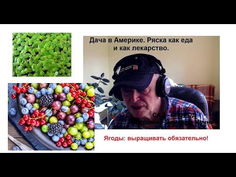 Дача в Америке. Ряска как еда и как лекарство. Ягоды: выращивать обязательно! + Рецепт от Мучника