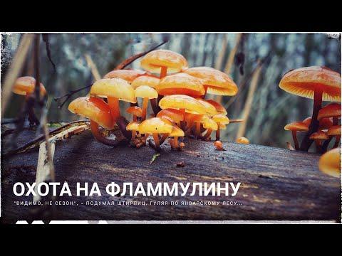 Зимняя охота на Фламмулину