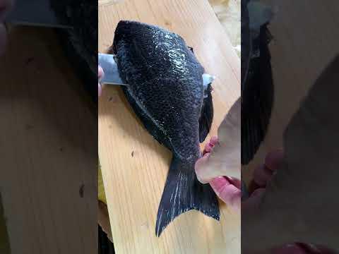 活〆・メジナ刺身 fillet a fish into three pieces【ASMR】 #shorts