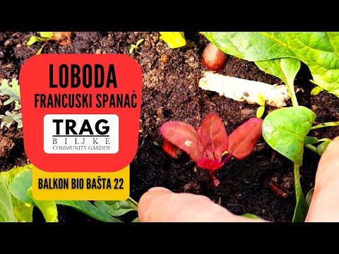 LOBODA - FRANCUSKI SPANAĆ - BALKON BIOBAŠTA 22 (2023) [TRAG BILJKE]