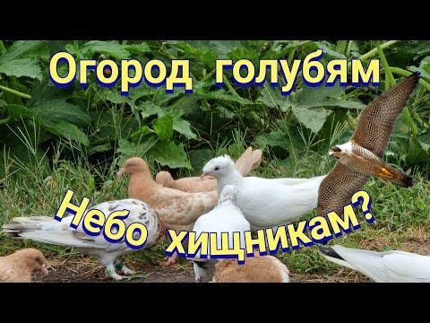 Голуби и как делить небо? Doves and how to divide the sky?