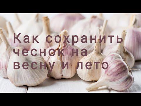 Как сохранить озимый чеснок весной, чтобы он не высох