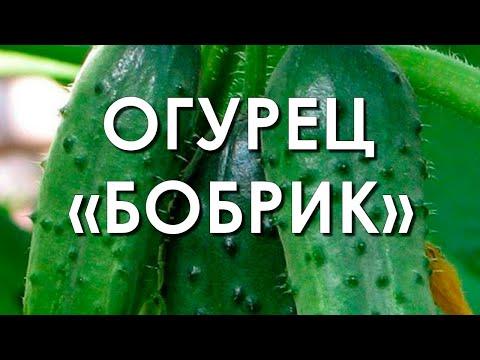 Обзор сорта огурцов "Бобрик" (характеристики, свойства, фото)