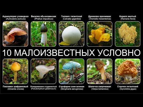 Топ 10 МАЛОИЗВЕСТНЫХ УСЛОВНО-СЪЕДОБНЫХ ГРИБОВ