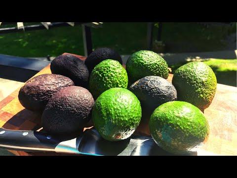 Как порезать авокадо? Как едят авокадо?  Как выбрать авокадо?