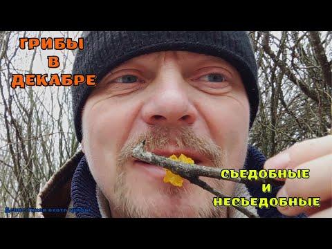 Грибы среди акаций, клёна и ясеня