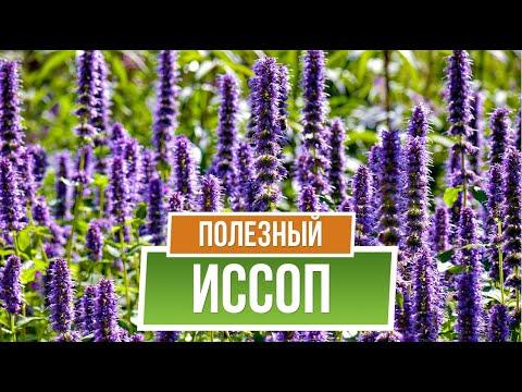 Иссоп – полезные свойства