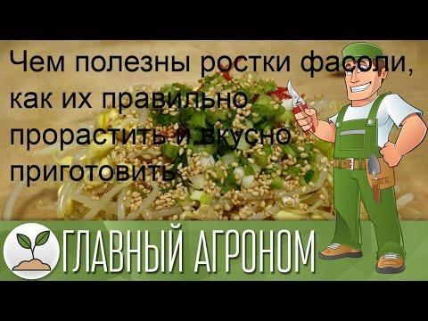 Чем полезны ростки фасоли, как их правильно прорастить и вкусно приготовить